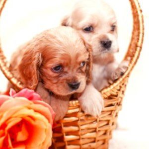 stray pets need your help( you get them washed when you get them)